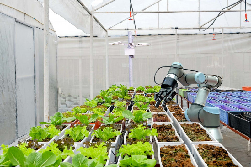 A robot working in a greenhouse full of salad leaves